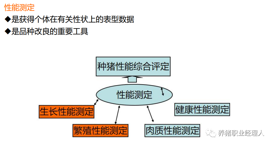 后备母猪各种性能测定