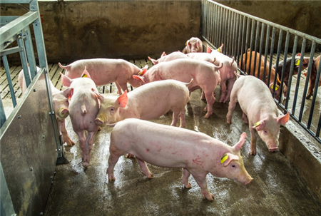今年最强寒潮即将来袭，30省受影响，猪场该如何应对？