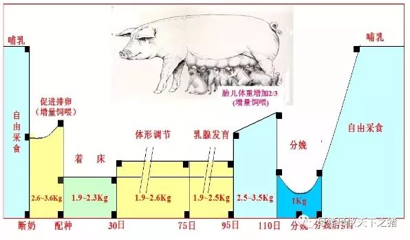 母猪的发病特点