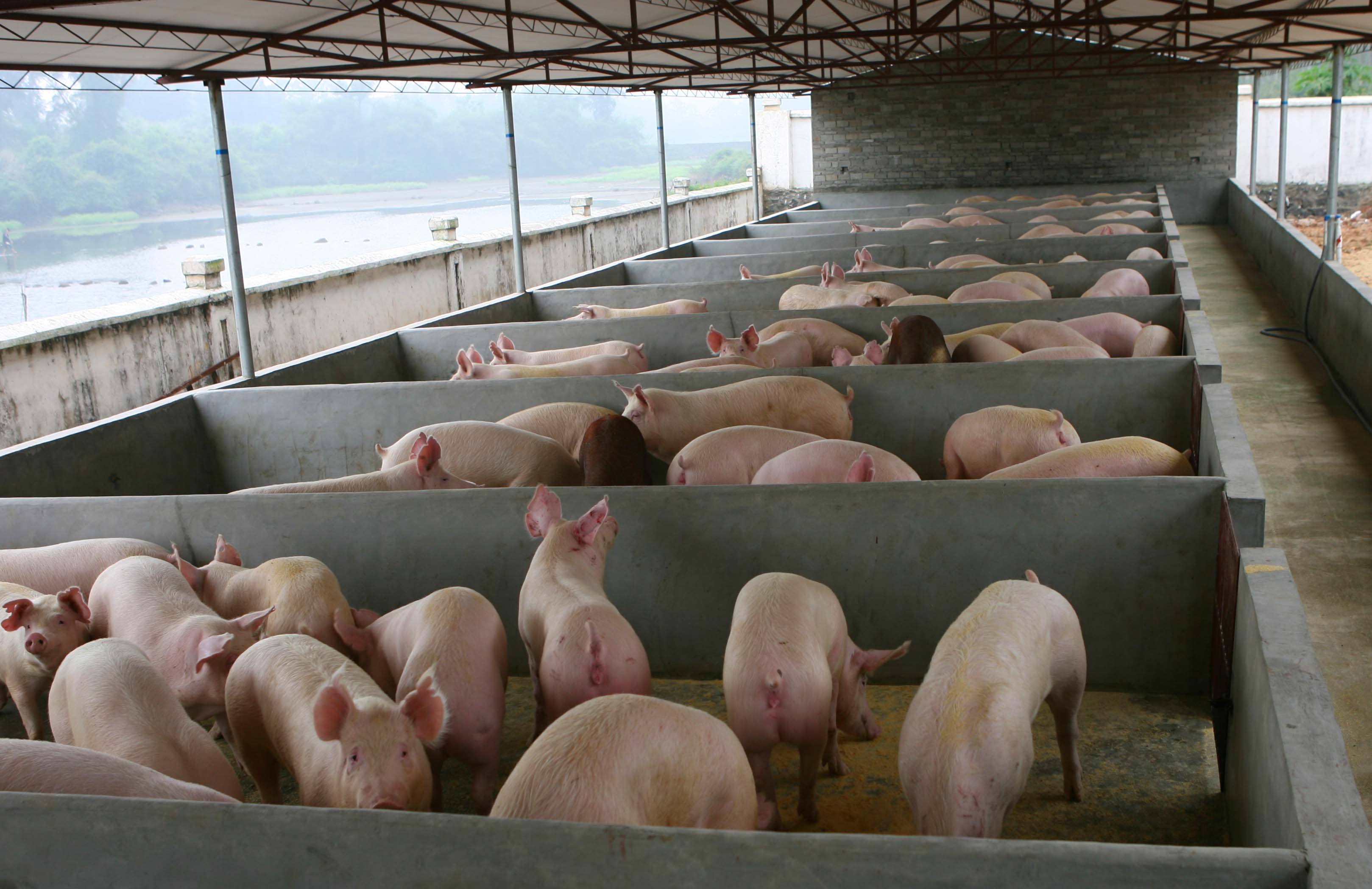 腌腊需求旺季遇上生猪集中出栏，12月猪价还要跌多久？