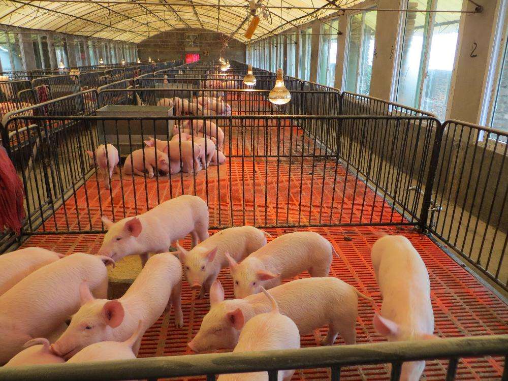 2022年猪价打破季节性规律，2023年或继续延续此局面？