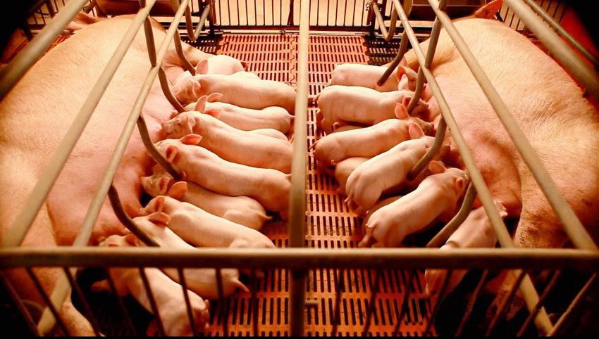 猪不同生长期如何综合防治疾病？这篇文章说全了！