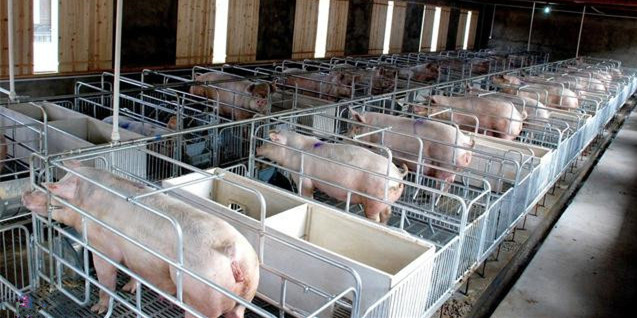 国内近几年引进种猪量变化如何？一文看懂！