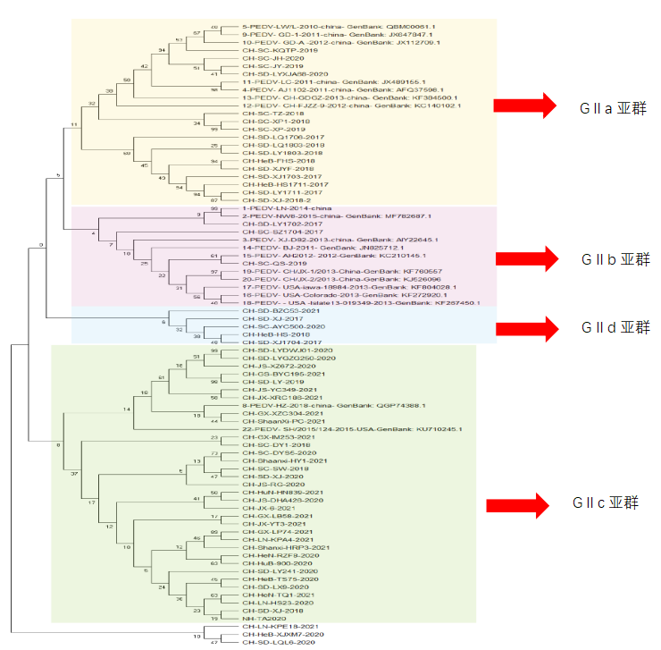 不同基因亚群PEDV S1遗传进化树