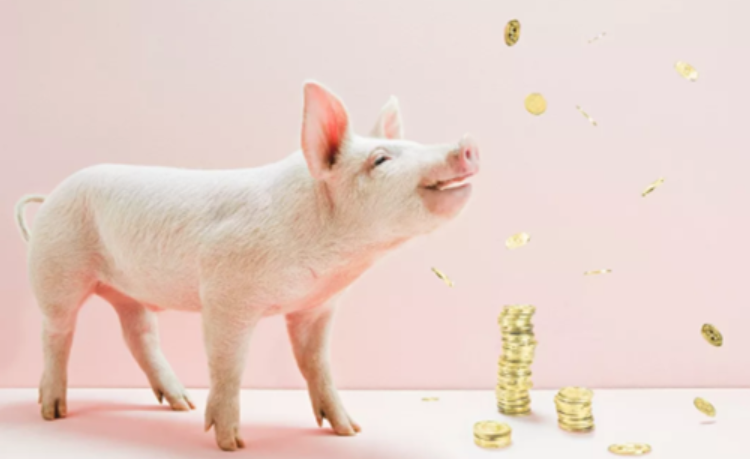 节前猪市企稳，生猪期货单日大涨超5%！猪价将如何走？