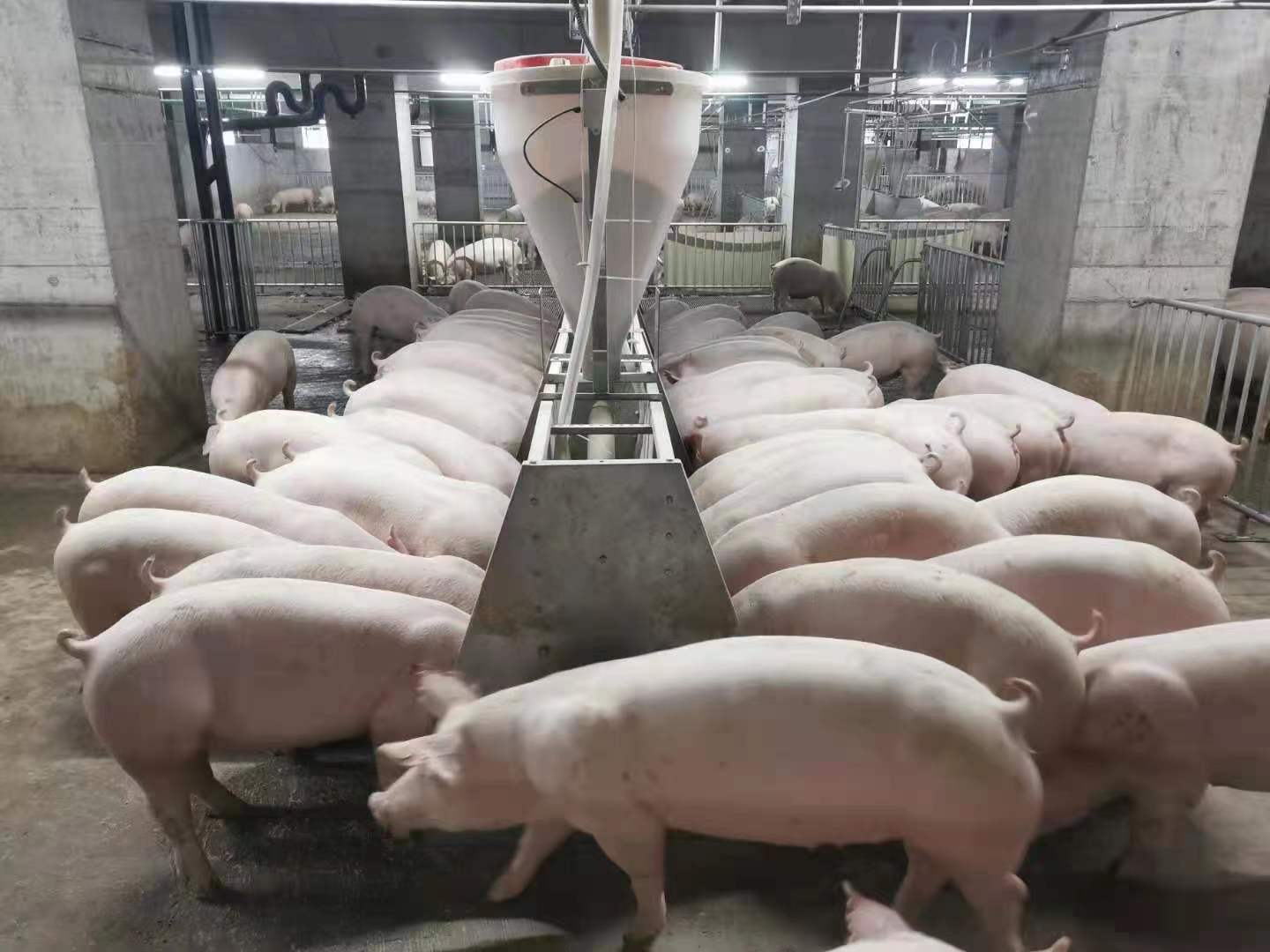 位于湖北鄂州的26层养猪大楼中，首批138头生猪正式出栏上市。受访者供图