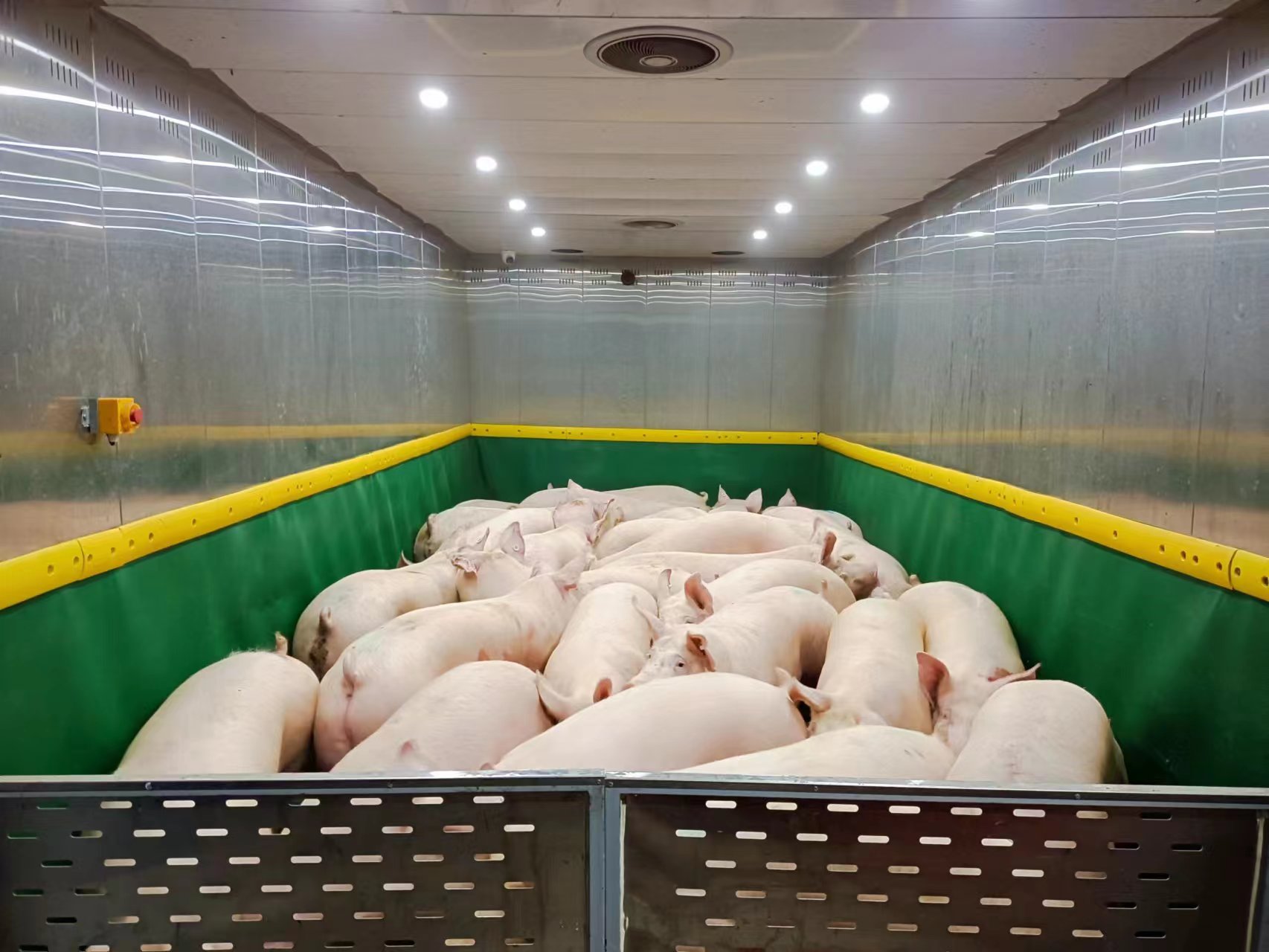据介绍，首批138头金猪平均重量达到了301斤，经检测，全部达到了出栏的标准。受访者供图