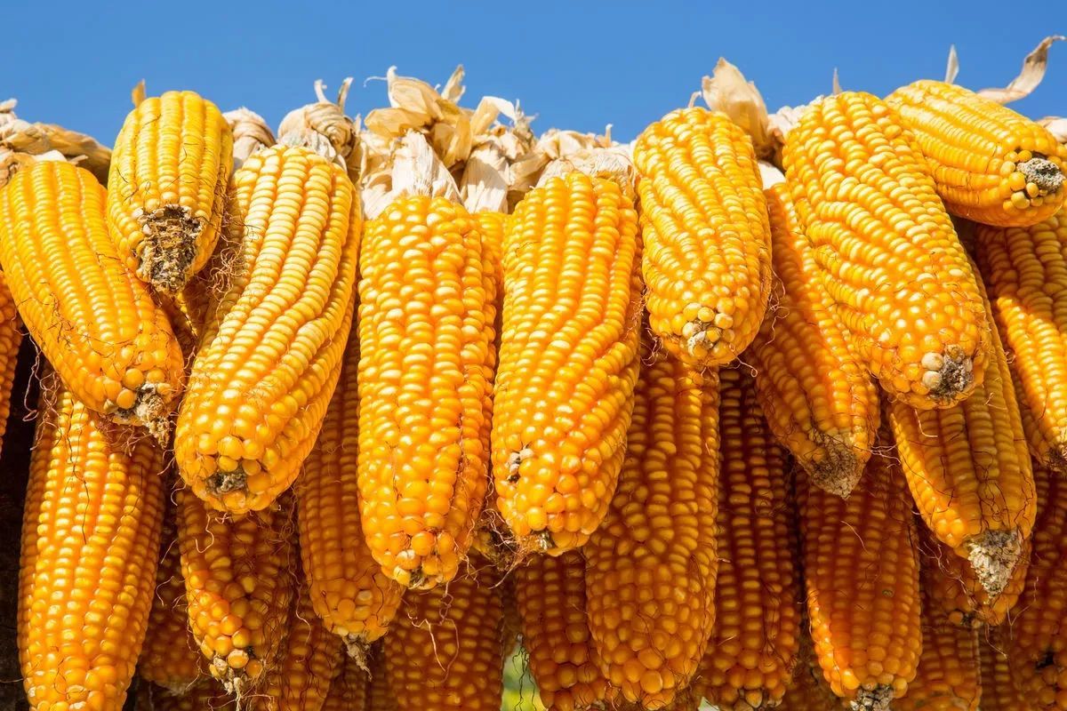 2023年全球玉米市场预警：中国、美国、巴西或形成贸易新格局！