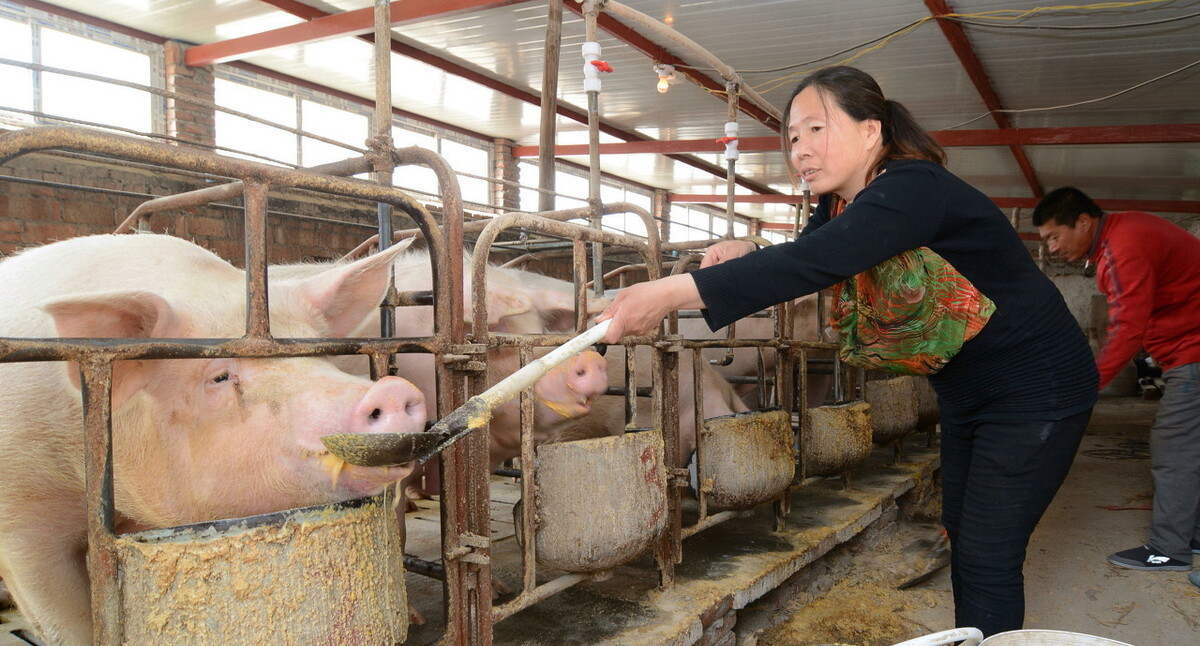 生豬飼養