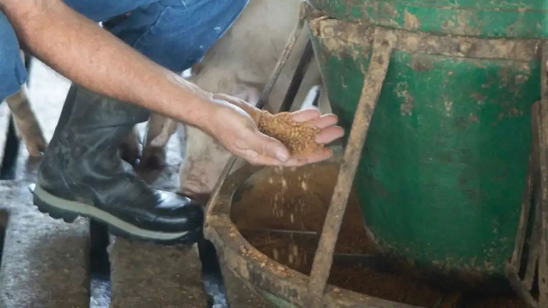 Person looking at pig feed in their hand